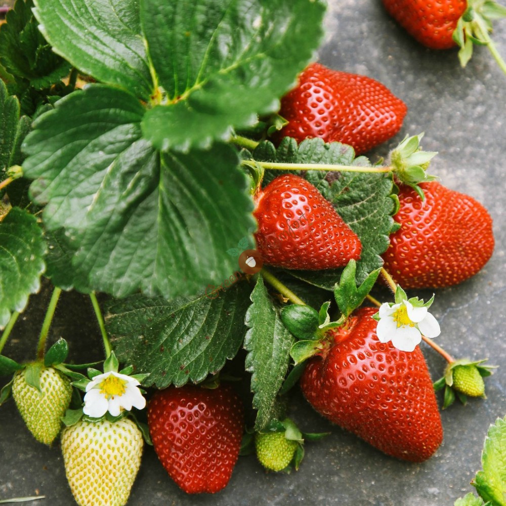 Клубника Ольвия (ранний сорт)