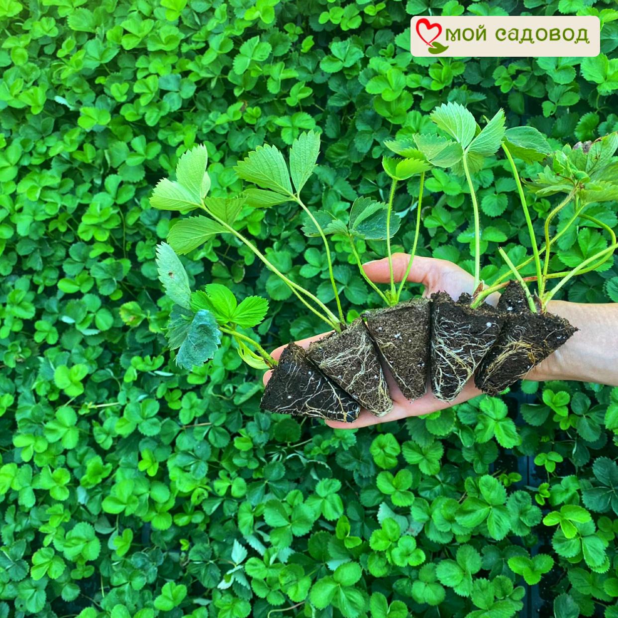 Клубника Дивная (крупноплодная)