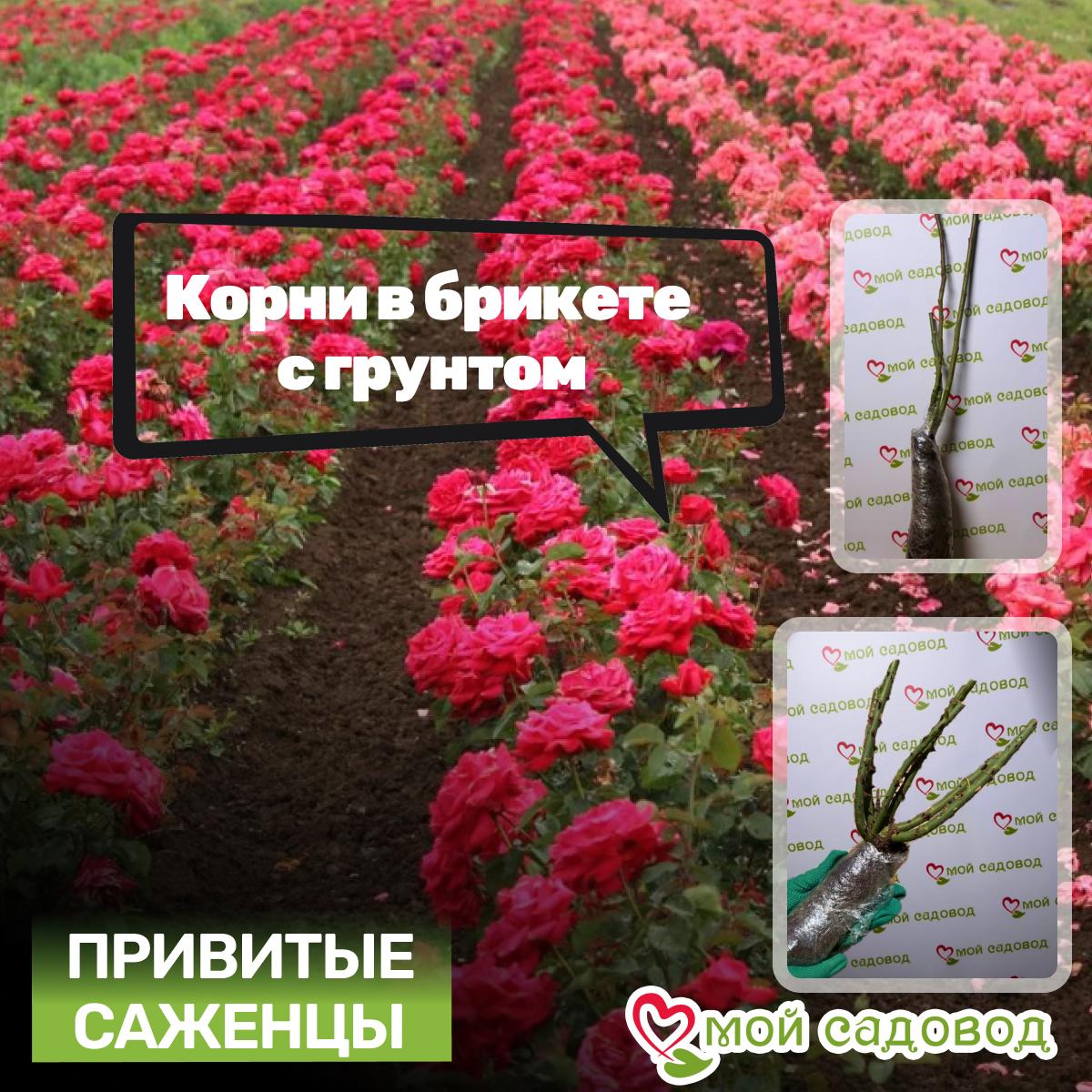 Роза плетистая Бьенвеню