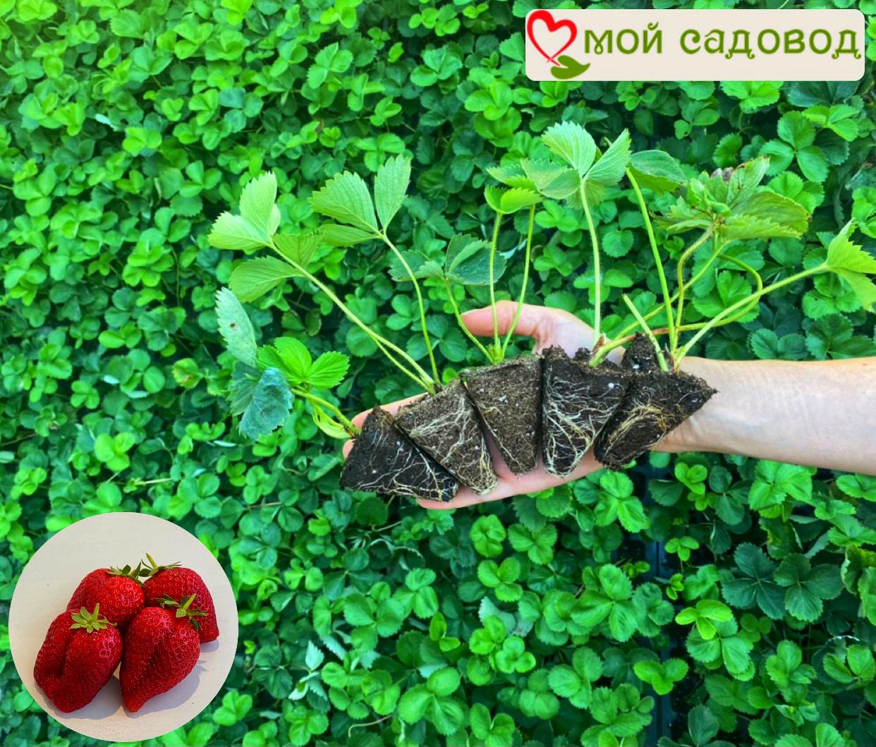 Клубника Капри