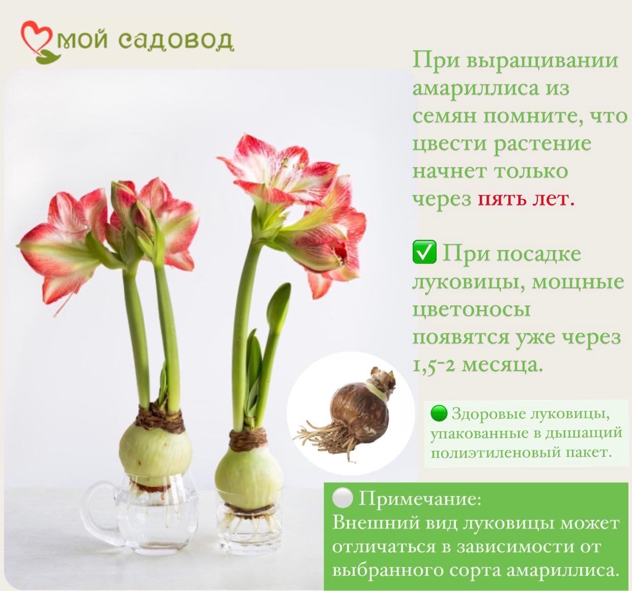 АМАРИЛЛИС МАХРОВЫЙ ЭЛВАС