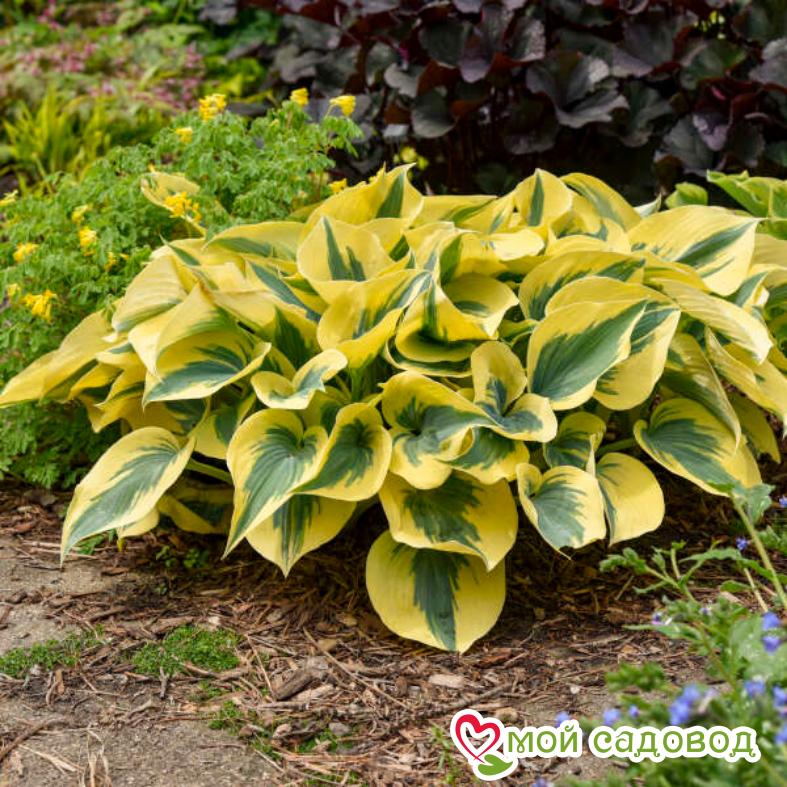 Хоста Отэм Фрост