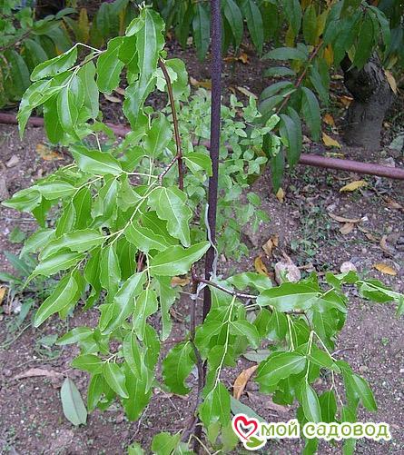 Зизифус Финиковый